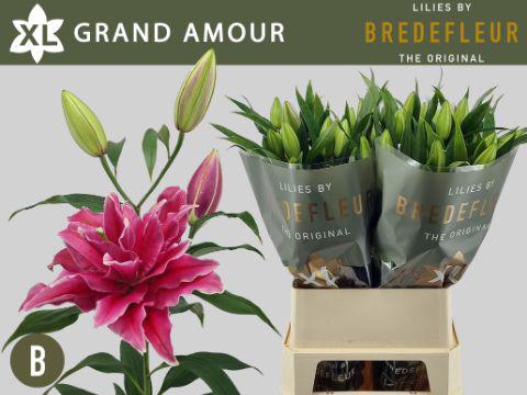 10x Lil.grand amour or 80cm