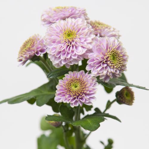 25x Chrysant san.doria pink 50cm
