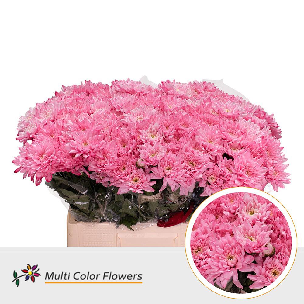 10x Chrysant baltica roze 60cm