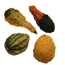 20x Sf cucurbita wratten mix var. 10cm