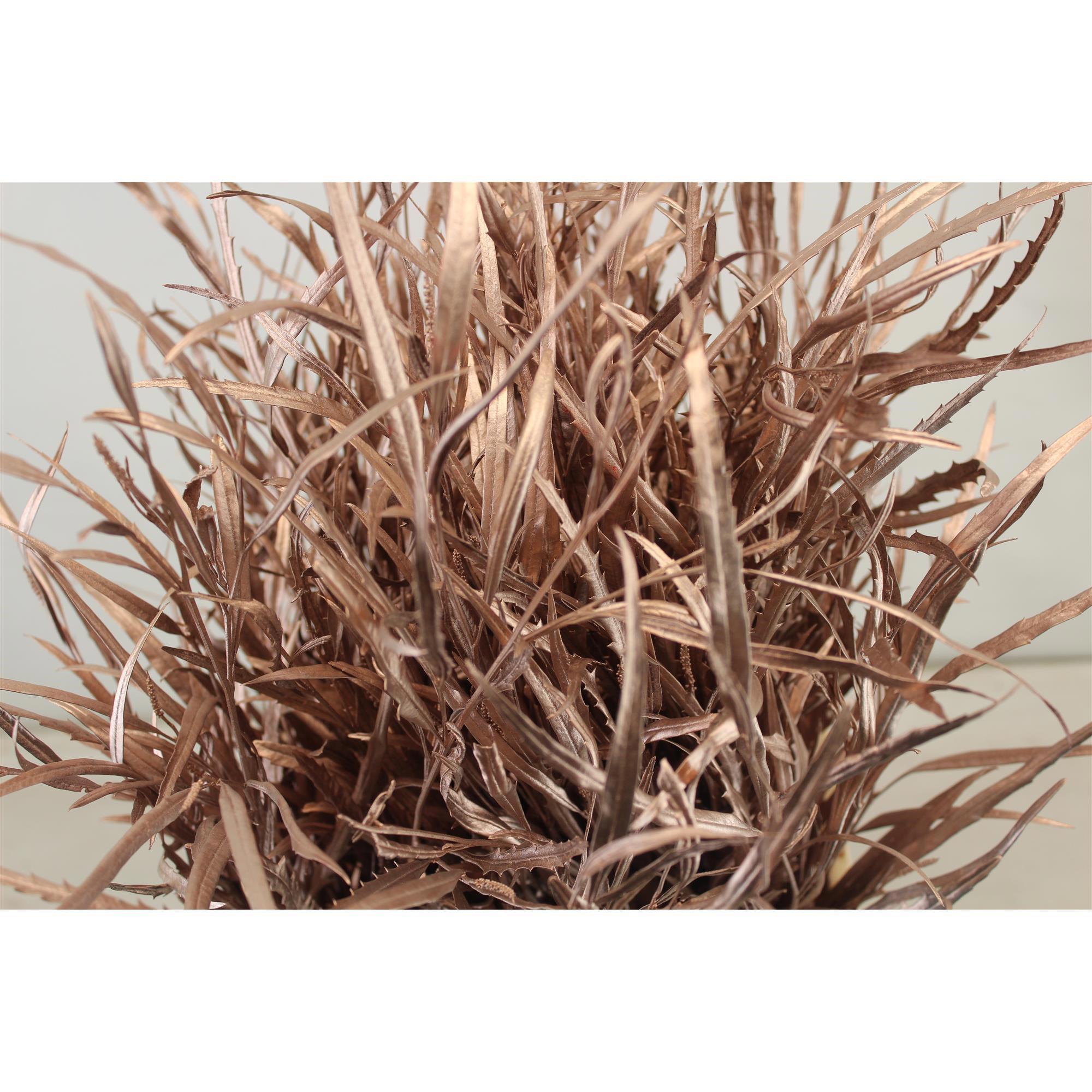 5x Sg grevil.bl.(v) champagne 70cm