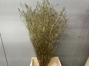25x Tk myrica nieuw roze 60cm