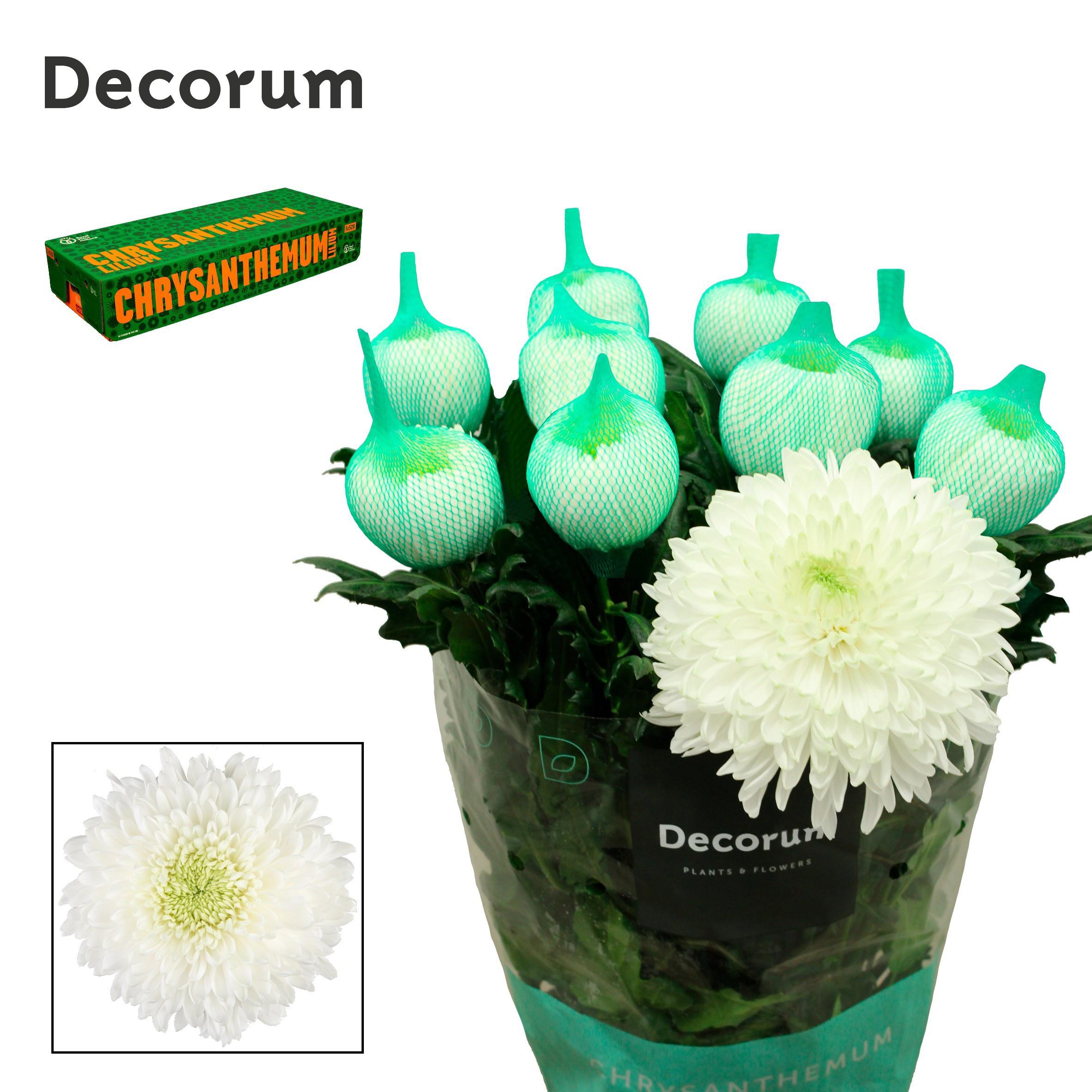 10x Chrysant magnum 70cm