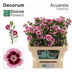 10x Dian.tr.fiorino acuarela 60cm