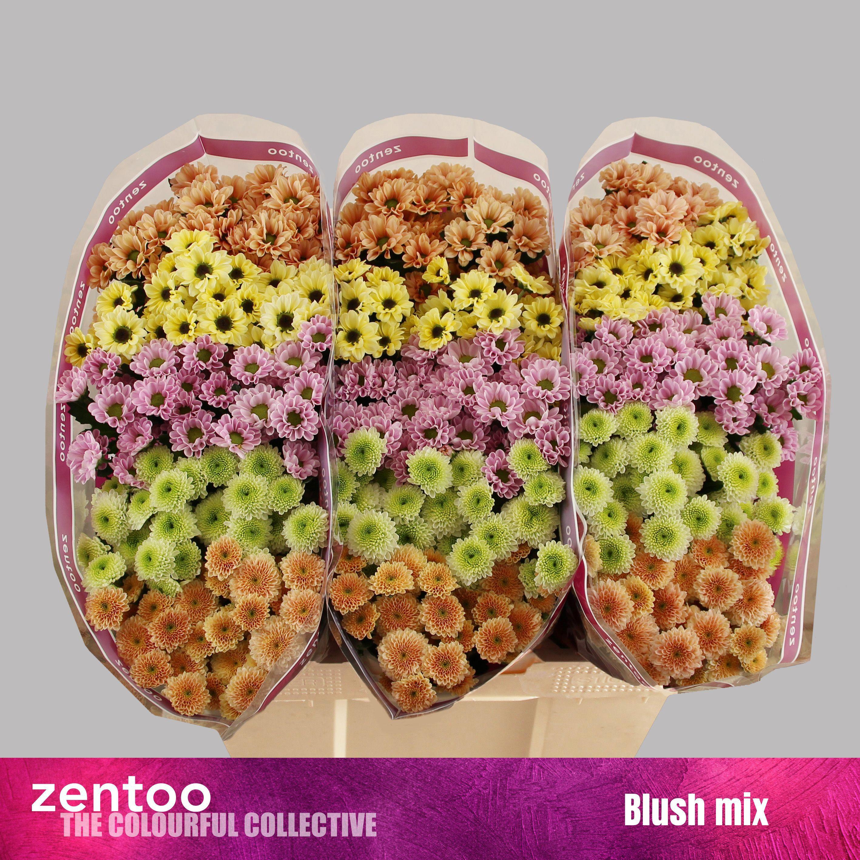 25x Chrysant san.mix/pak blush 5 kleuren 50cm