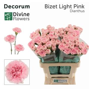 20x Dian.st.bizet light pink 60cm