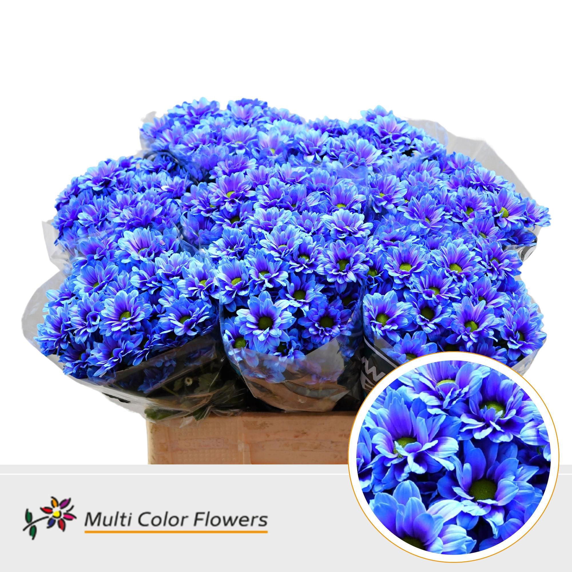 10x Chrysant overig 60cm