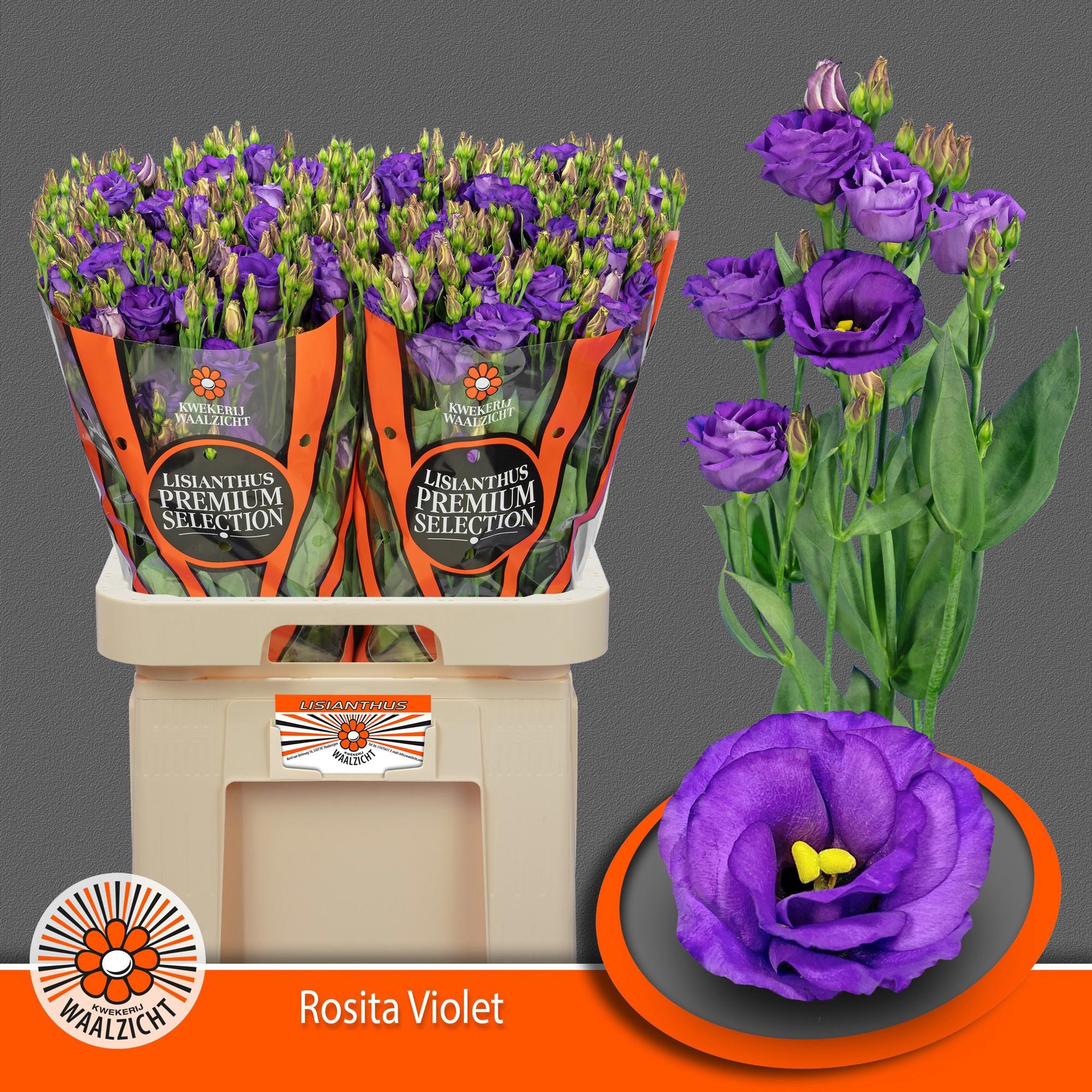 10x Eust.rosita violet du 70cm