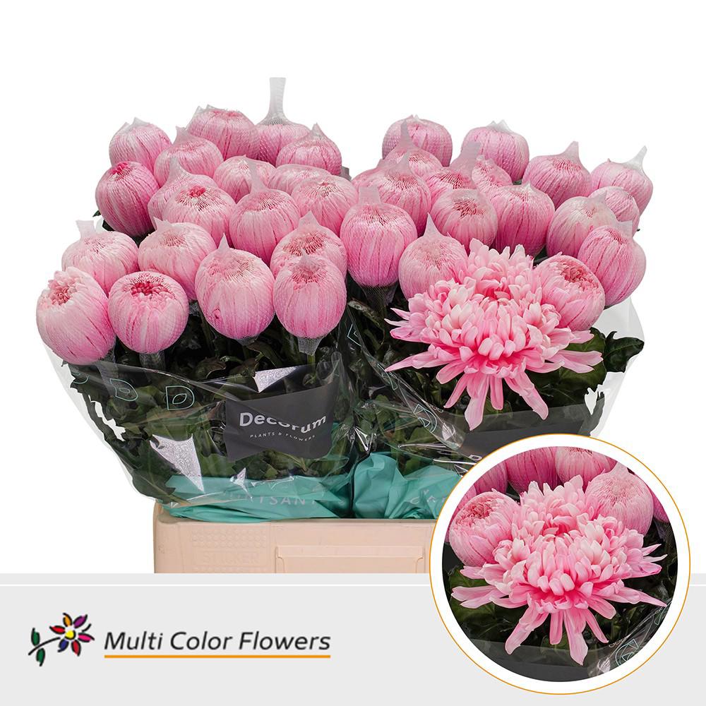 10x Chrysant antonov roze 70cm