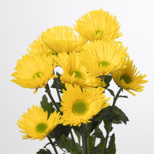 10x Chrysant korona 70cm