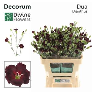 20x Dian.tr.solomio dua 60cm
