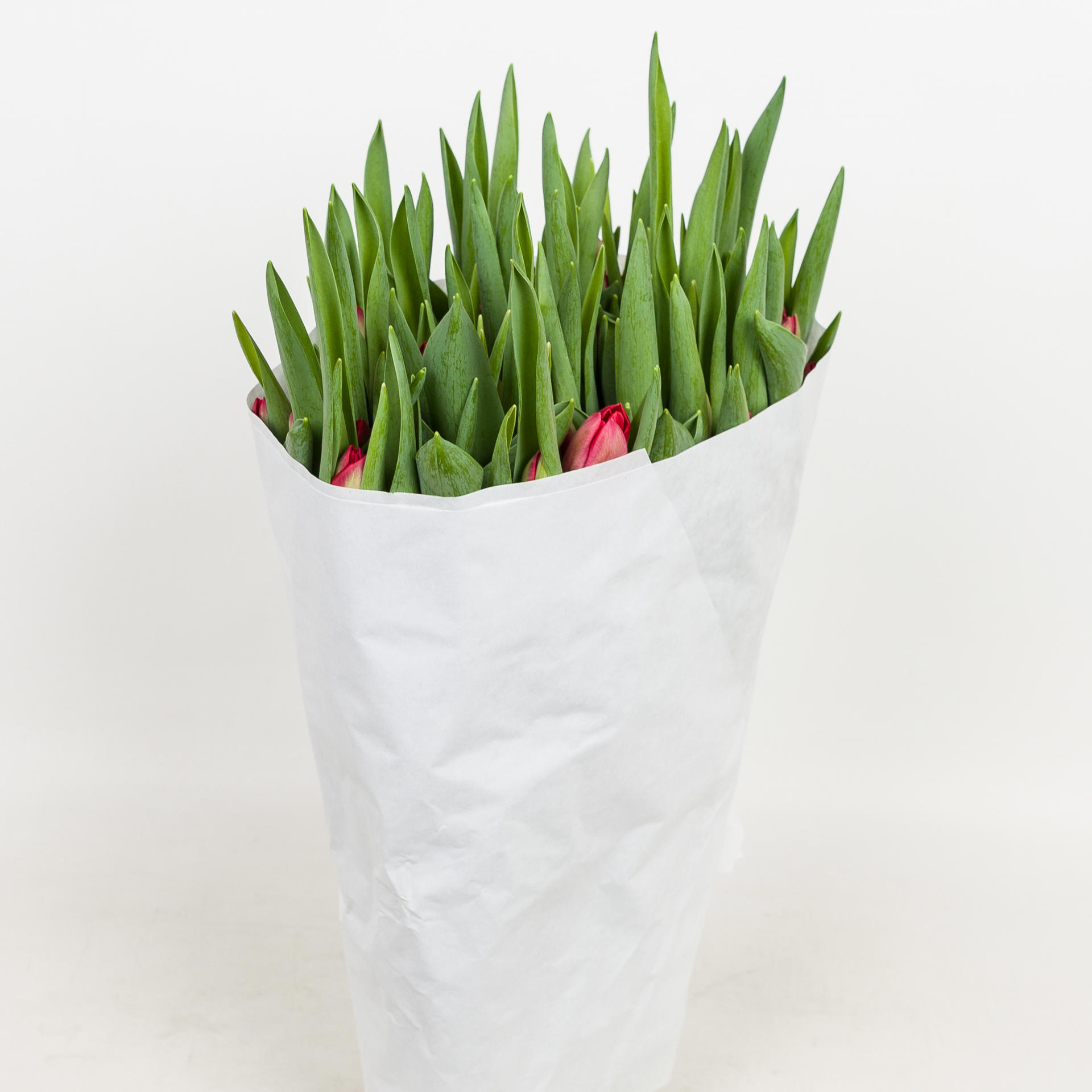 50x Tulipa ile de france en 30cm