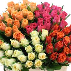 80x Rosa mix var.(middelbloemig) 60cm