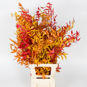 5x Dc ruscus gestabiliseerd herfst 60cm