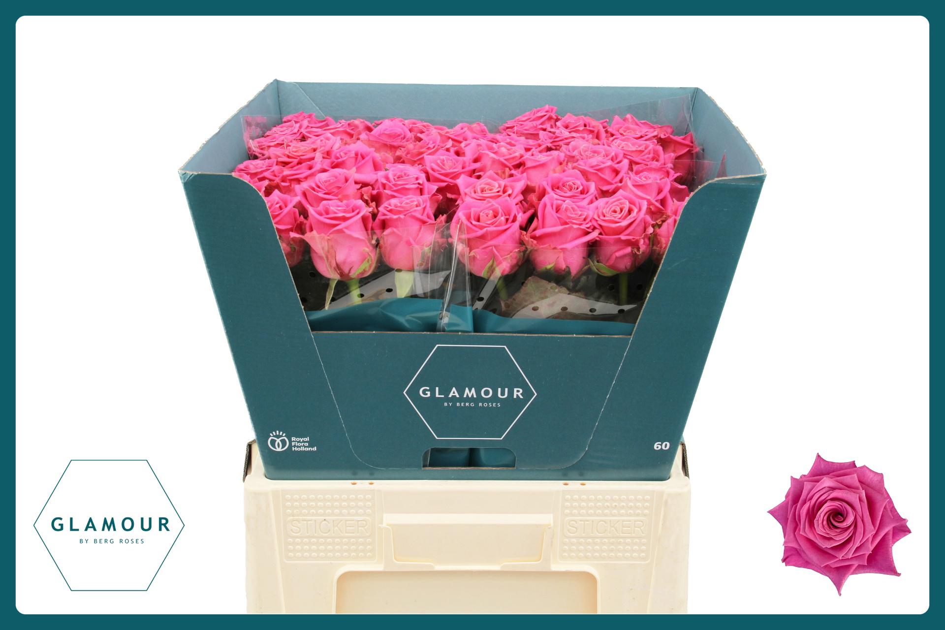 10x Rosa charlotte 60cm