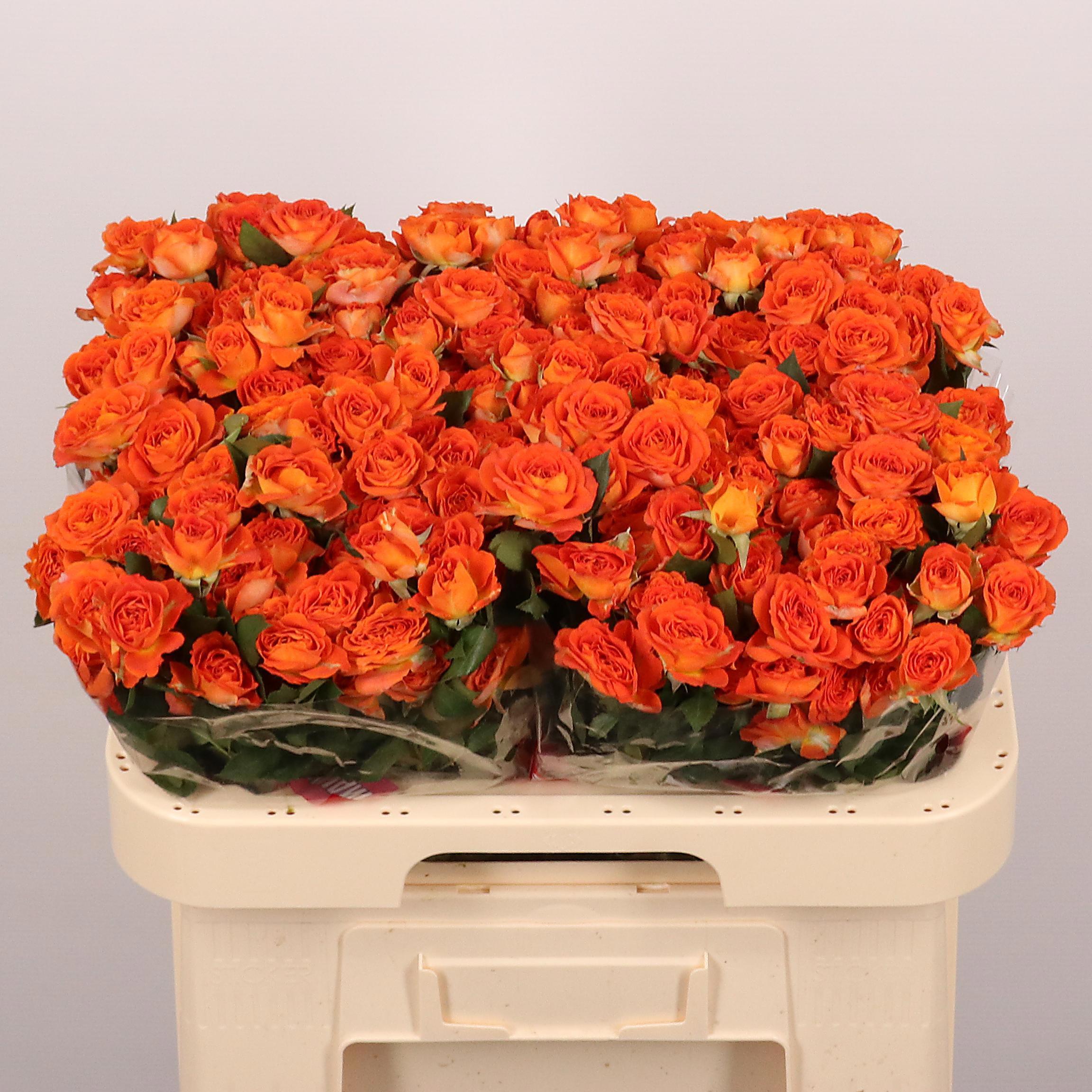 10x Rosa tr. ariya 60cm