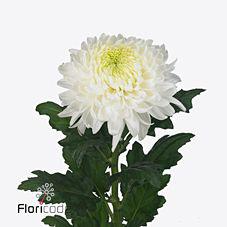 10x Chrysant magnum 70cm