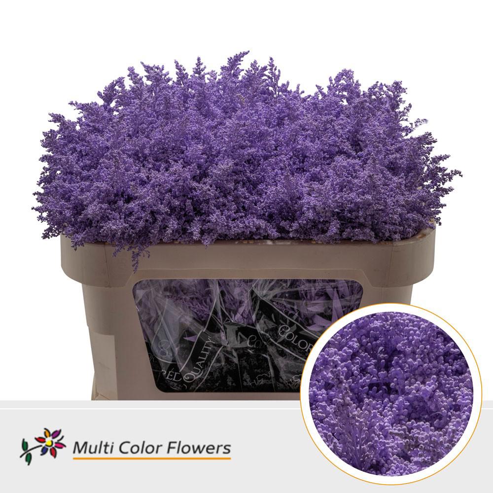 25x Solid.(v) milka 70cm