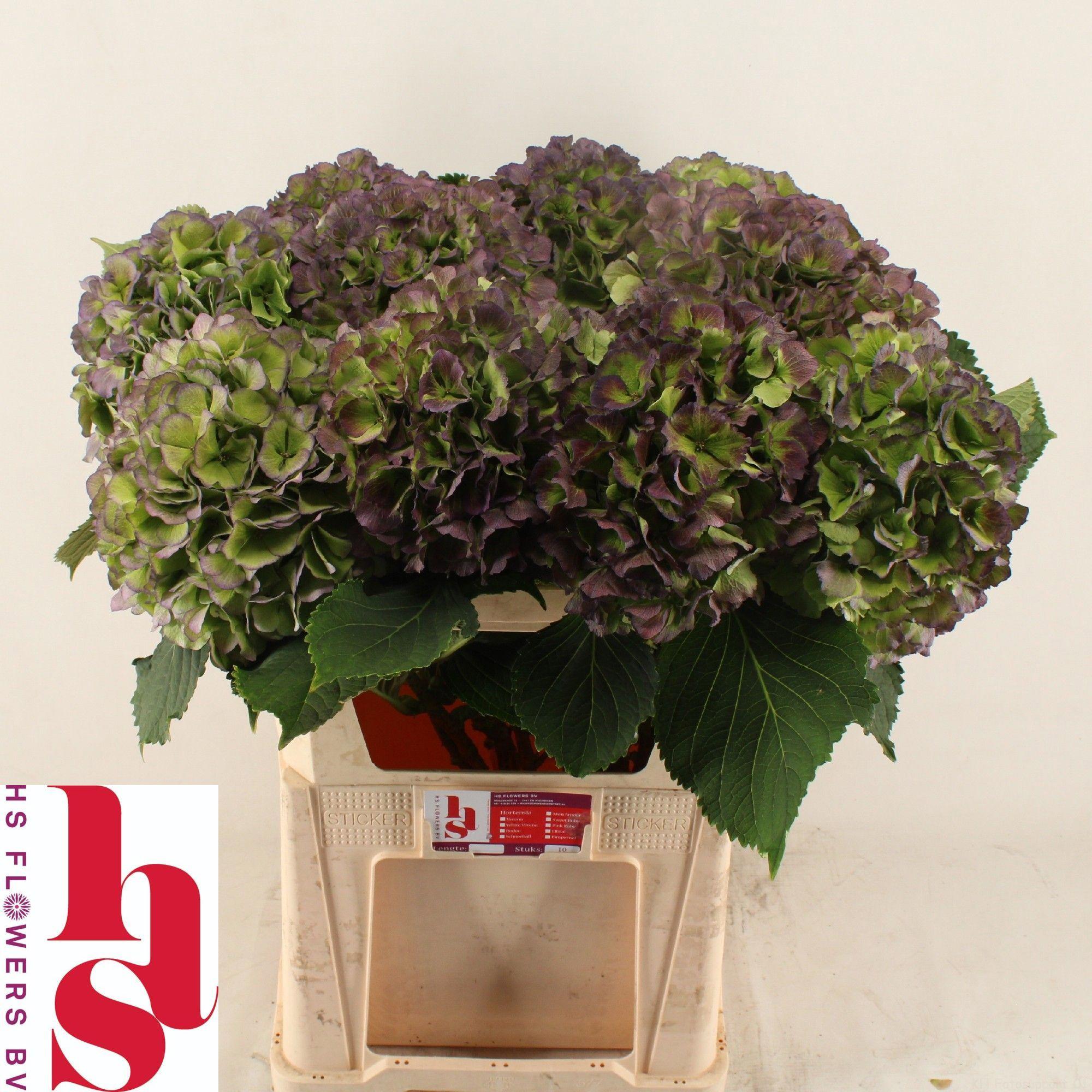 10x Hydr.verena blauw classic 80cm