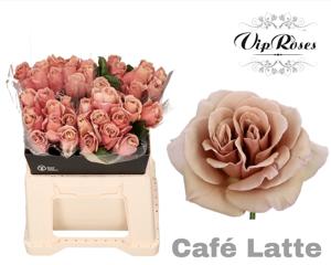20x Rosa café latte 40cm