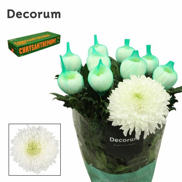 10x Chrysant magnum 70cm