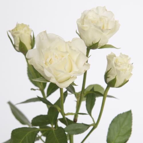 10x Rosa viviane! 50cm