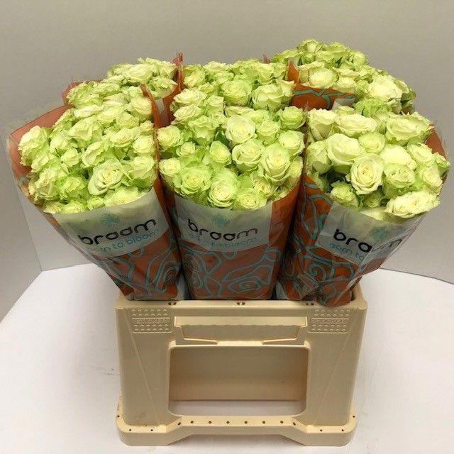 10x Rosa green glow 40cm