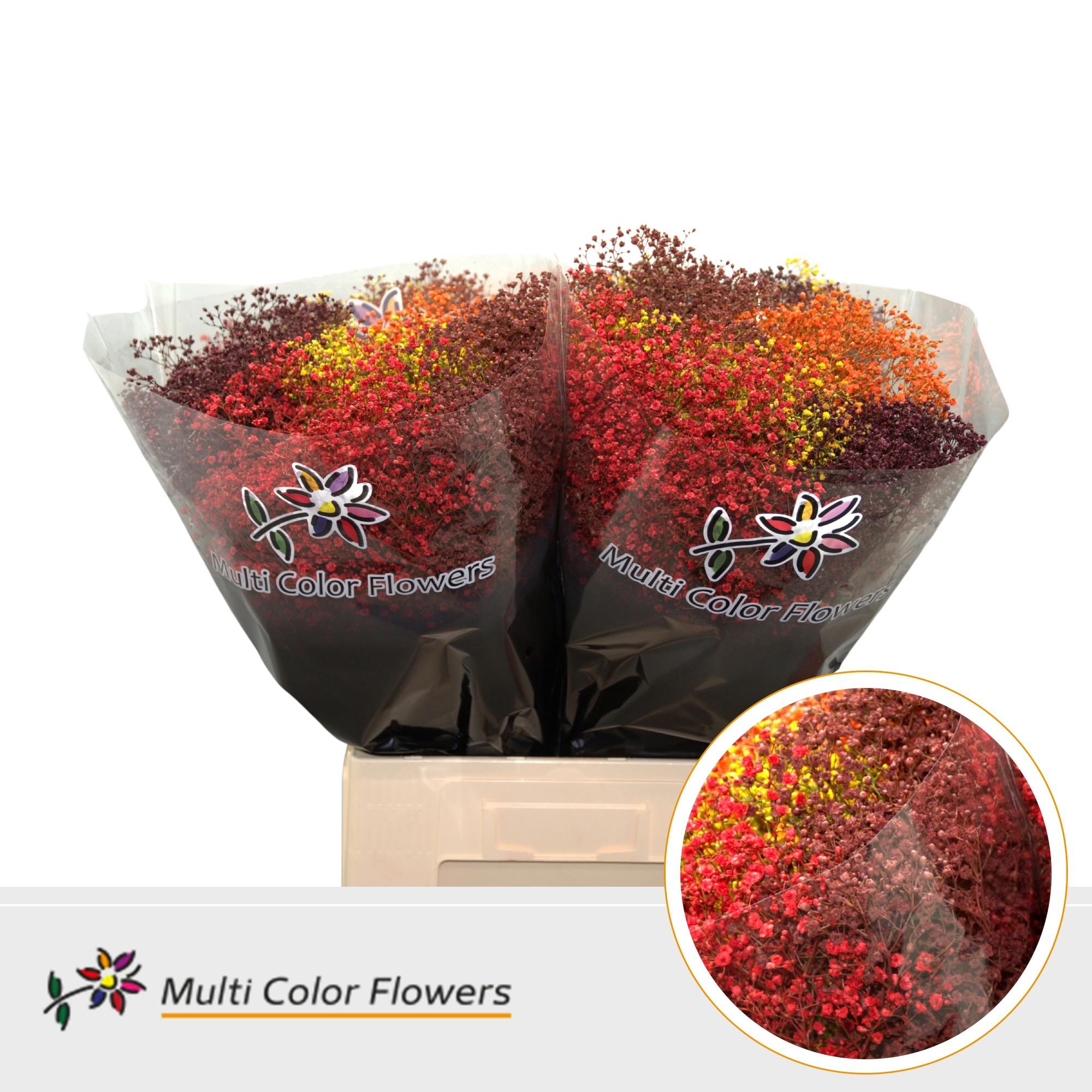 25x Gipskruid m.stars herfst mix 70cm