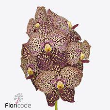 16x Vanda sun.ocelot sangria