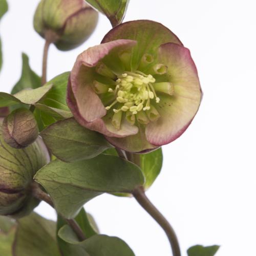 10x Helleborus bella belles 40cm