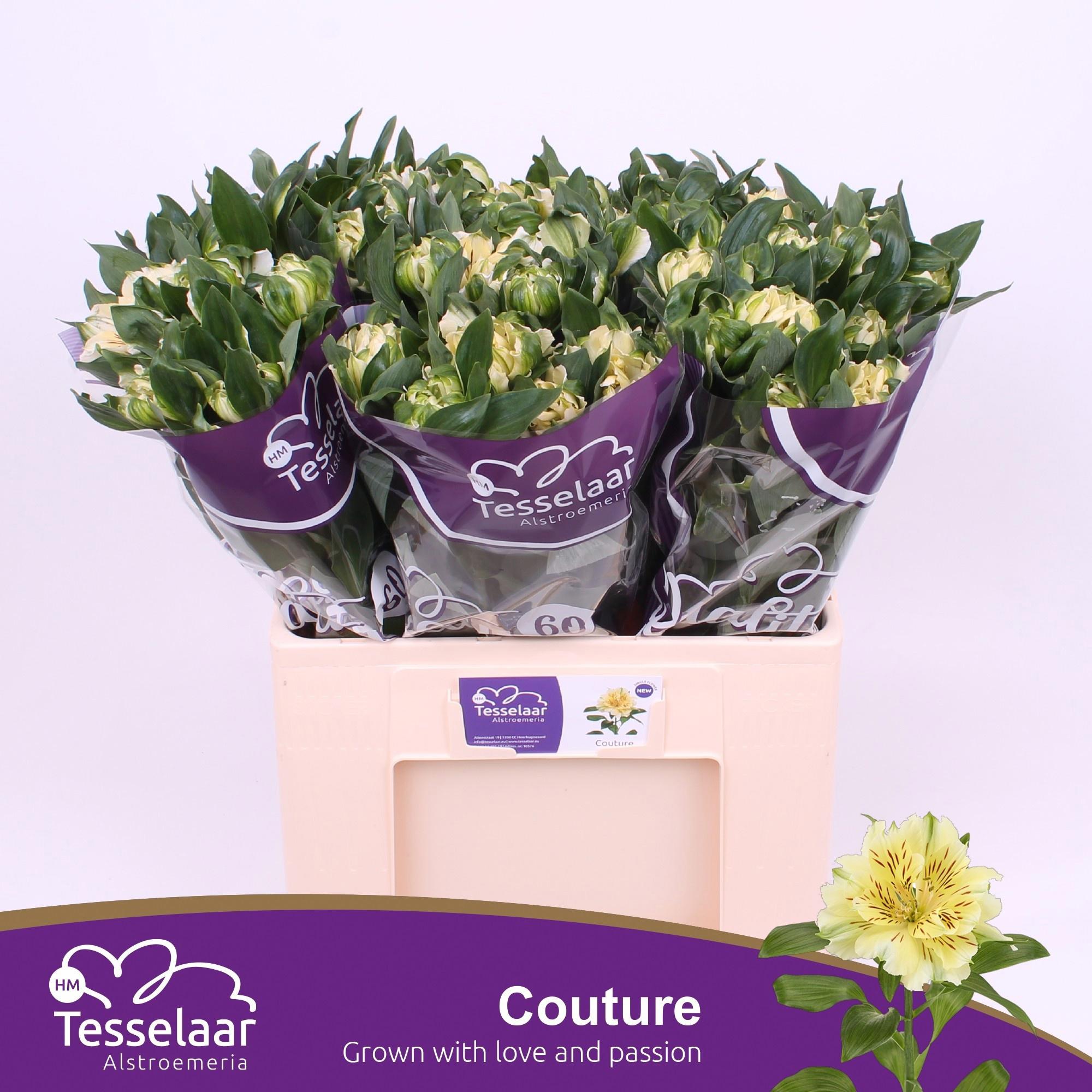 10x Alstroemeria fashionista couture 60cm