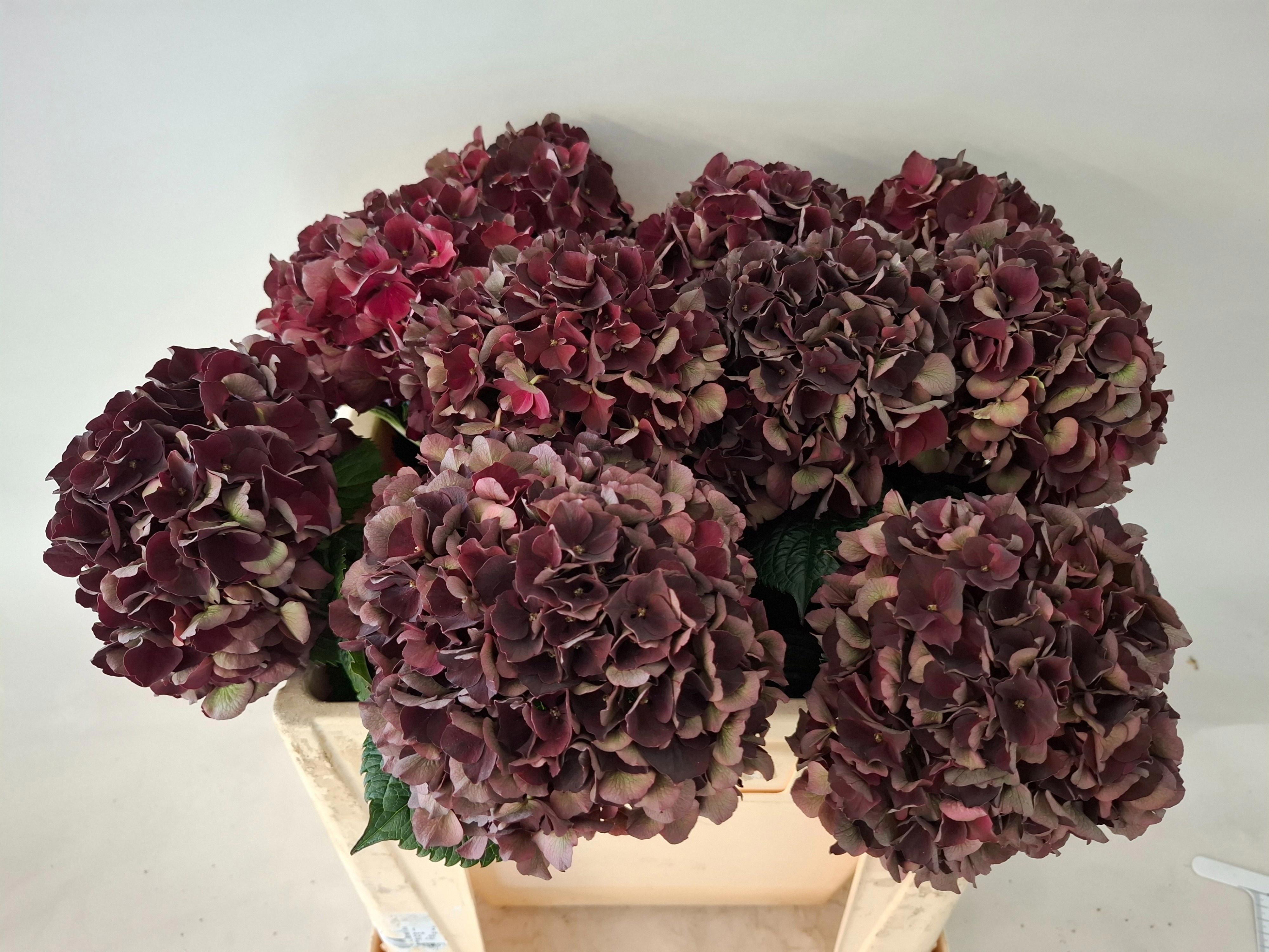 10x Hydr.mag.dark ruby classic 50cm