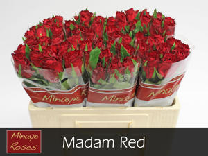 20x Rosa madam red 70cm