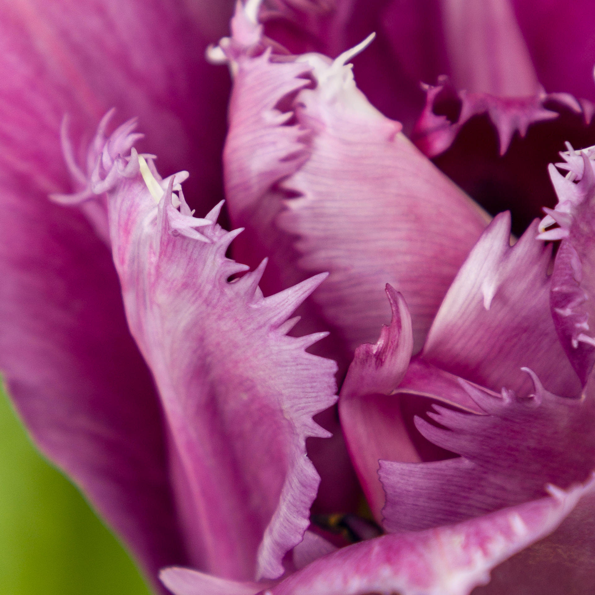 50x Tulipa mascotte gf 40cm
