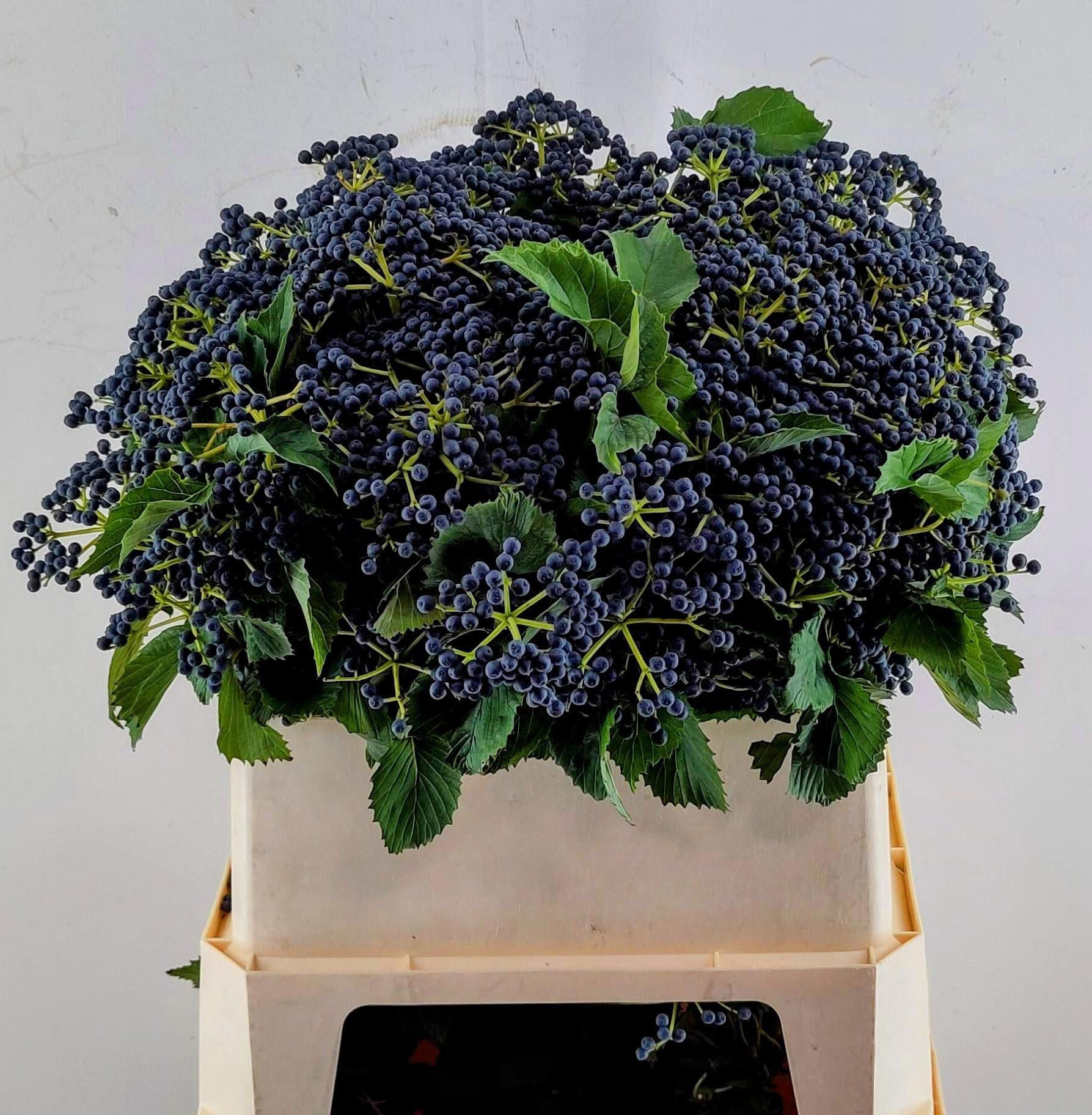 5x Vibur.dark blue hermania 80cm