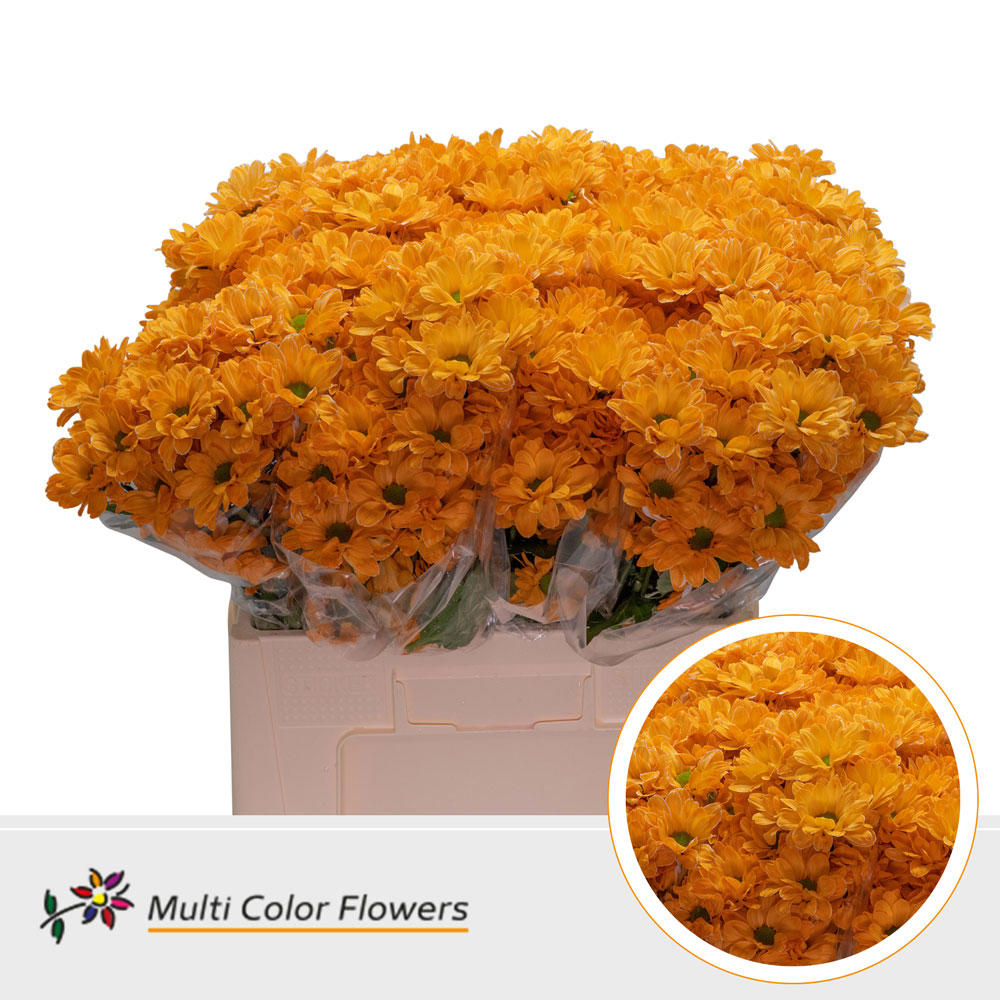 10x Chrysant kennedy oranje 60cm
