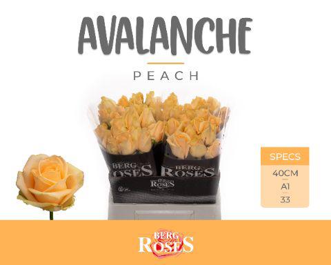 10x Rosa avalanche peach+ 40cm