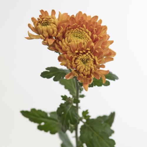6x Chrysant bruno 60cm