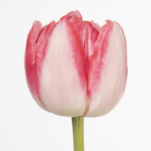 50x Tulipa foxtrot du 40cm
