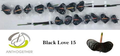 15x Anth.black love