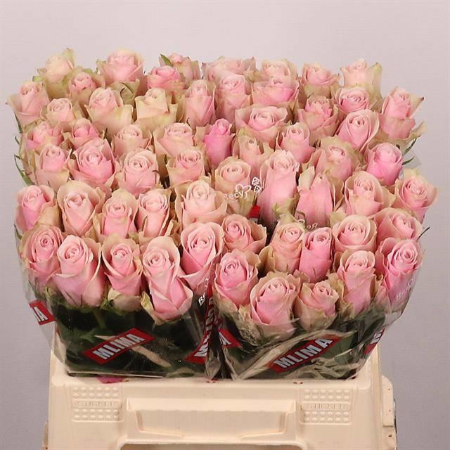 20x Rosa pink athena 40cm