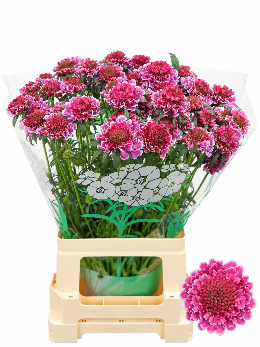 50x Scabiosa marshmallow scoop improved 60cm