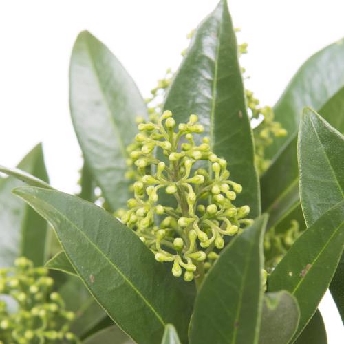 5x Skimmia kew green 40cm