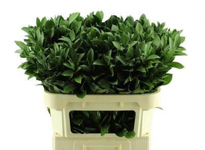 50x Sg ruscus 80cm