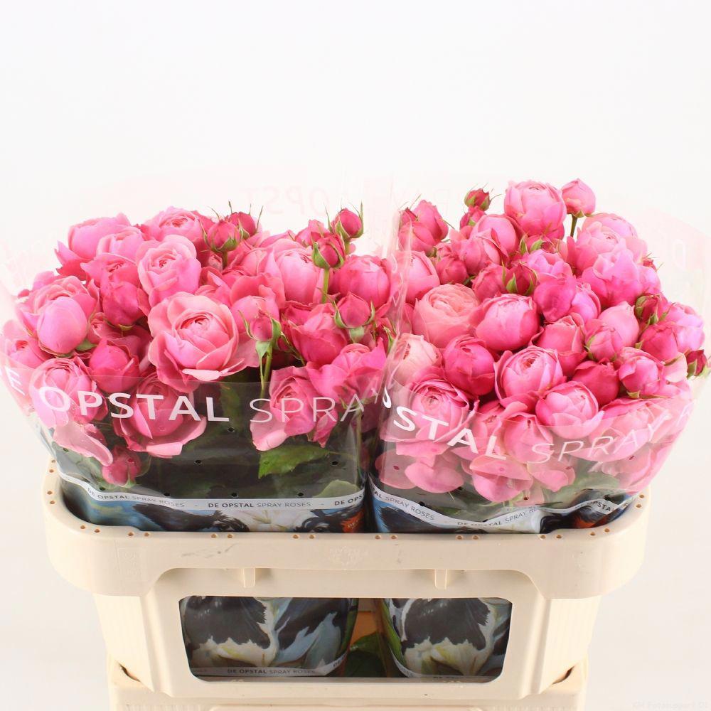 10x Rosa silva pink+ 70cm