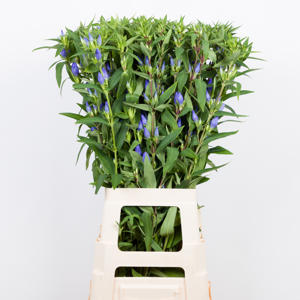 10x Gentiana blue sky 80cm
