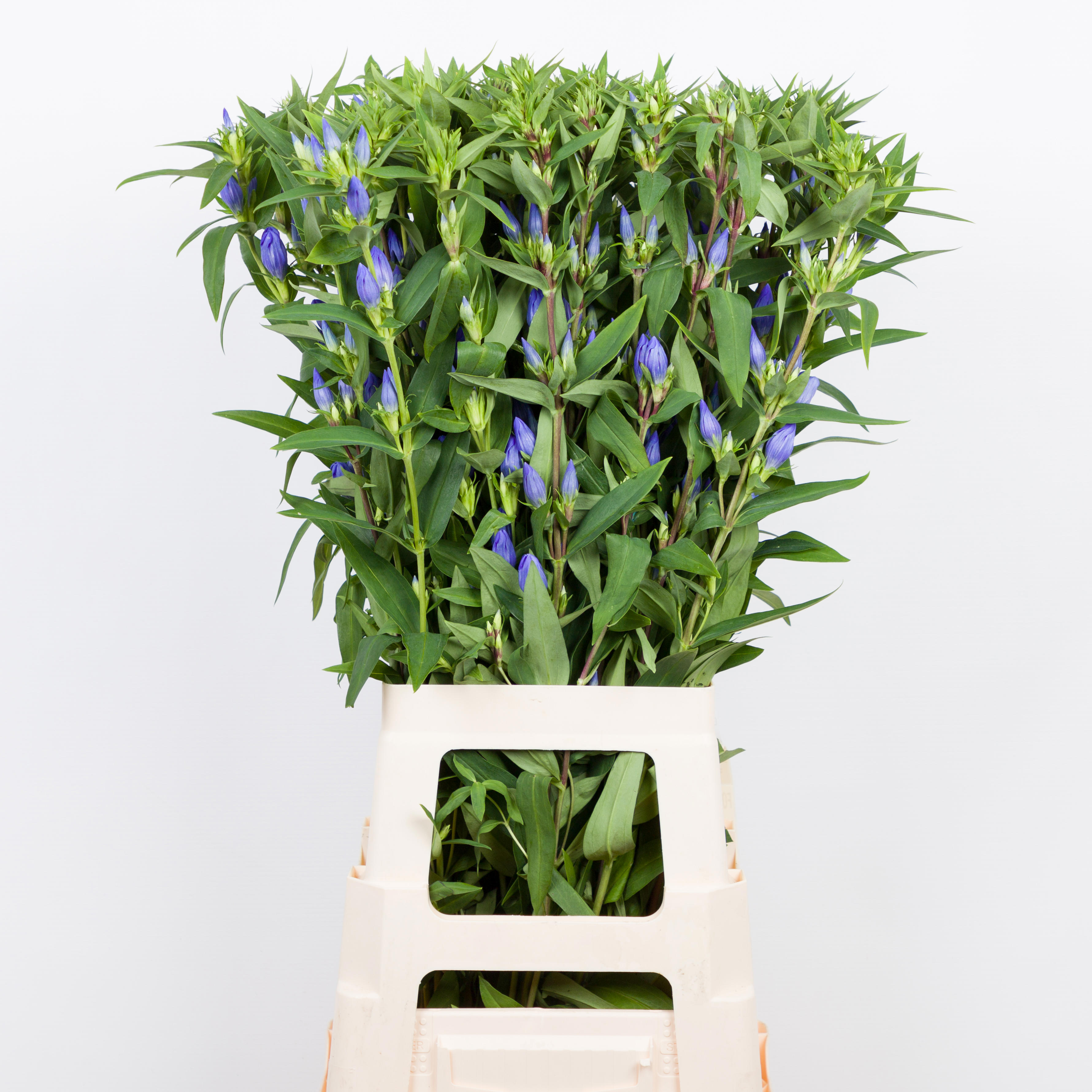 10x Gentiana blue sky 80cm