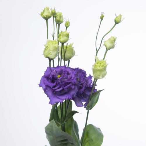 10x Eust.alissa blue du 70cm