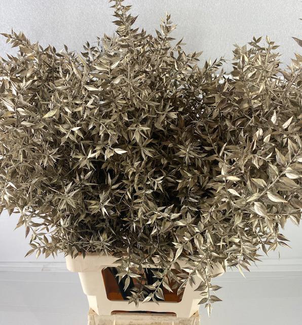 25x Dc ruscus prik champagne 70cm