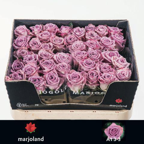 10x Rosa nayeli! 70cm